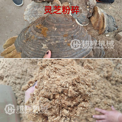靈芝粉碎機